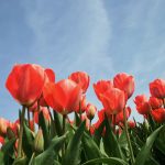 Tulips Vitabeam