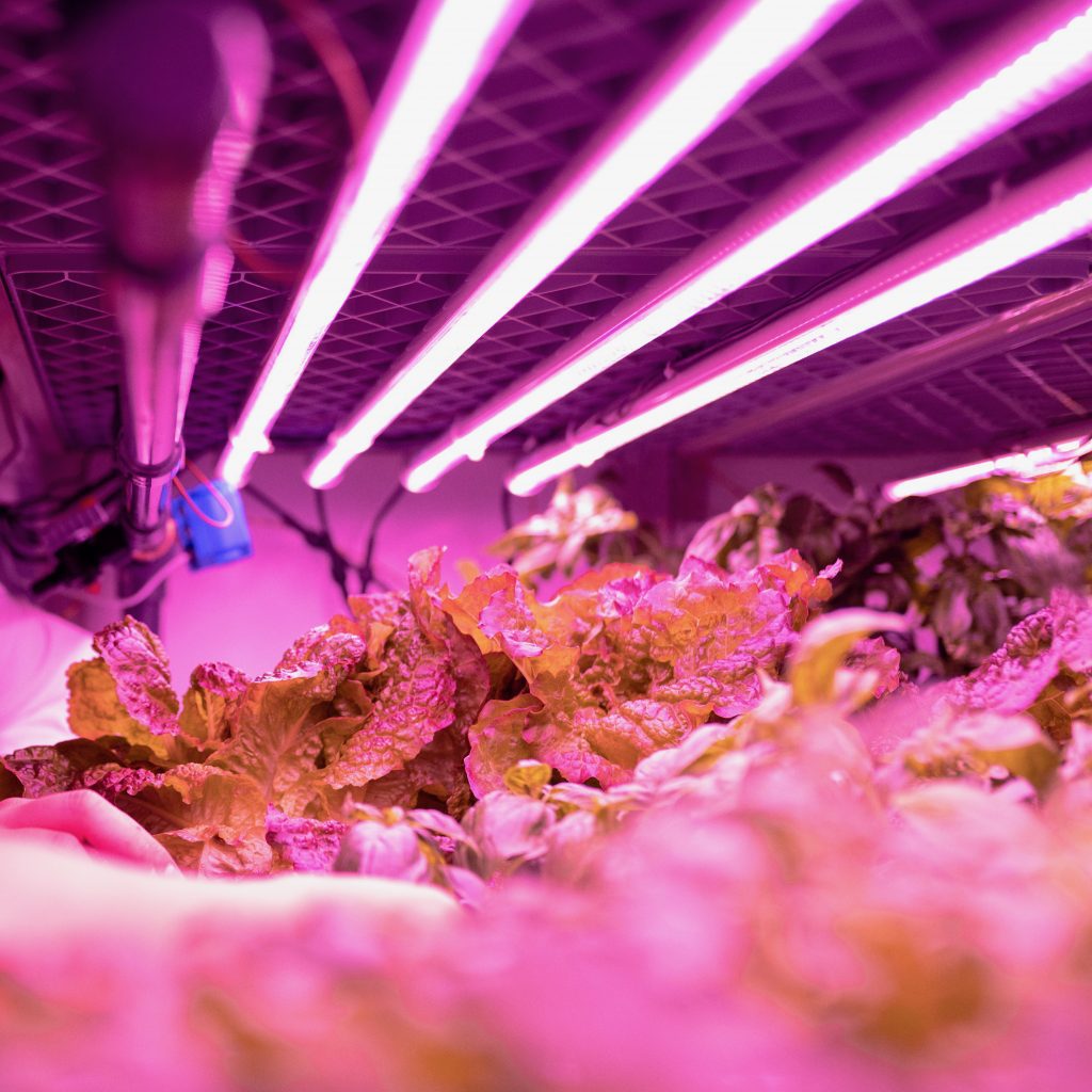 Vertical Farm