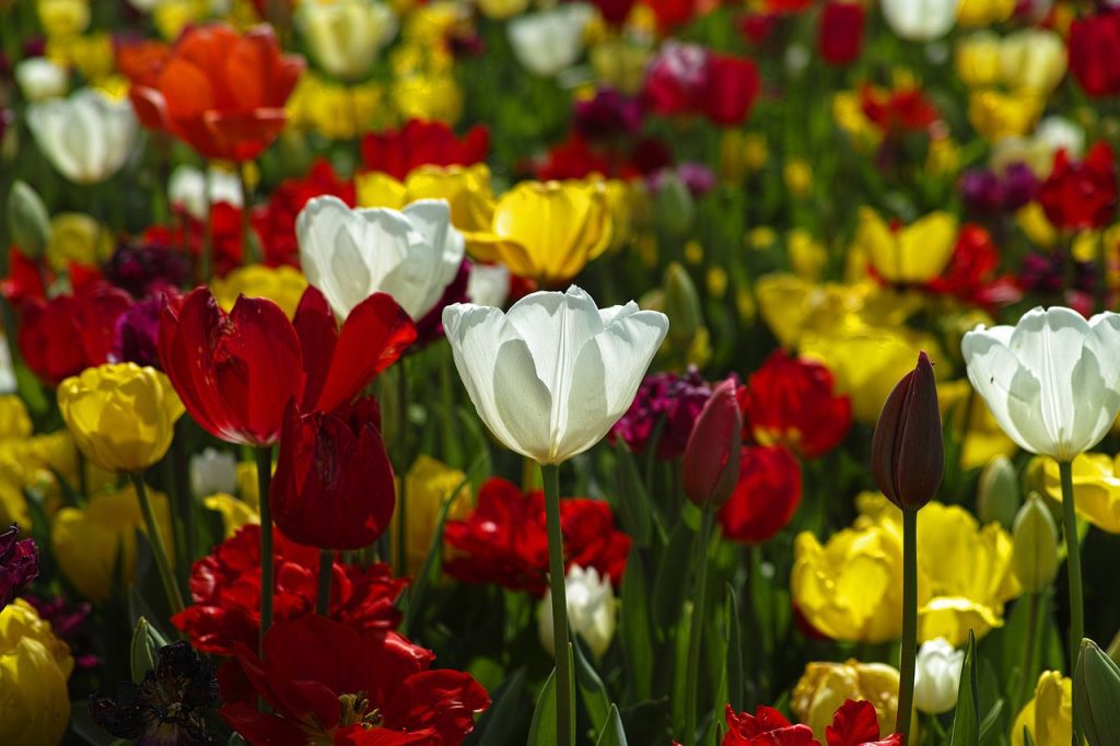 tulips, flowers, colorful