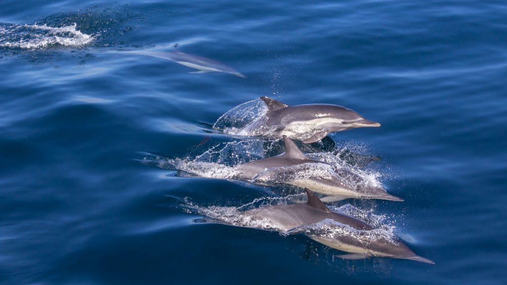 Pod of Dolphins. Without healthy fish stocks, Dolphin populations will struggle, altering the ecosystems they are a part of. On World Ocean's Day, we focus on what we can do to help keep our oceans, and all the life within them, healthy.