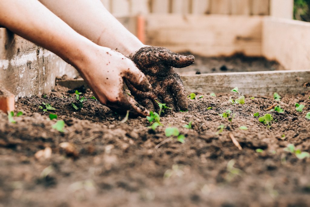 Controlled Environment Agriculture less labour intensive