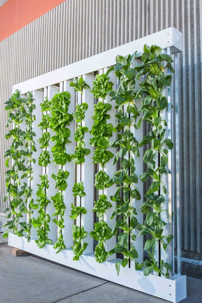 vertical farm, green wall, bok choy-916337.jpg