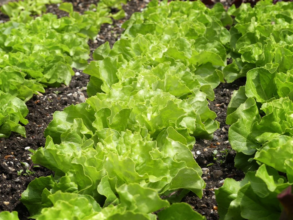 green salad, lettuce patch, vegetable patch-7320557.jpg
