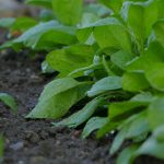 spinach, the earth, preparation-3368253.jpg