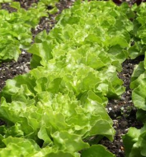 green salad, lettuce patch, vegetable patch-7320557.jpg