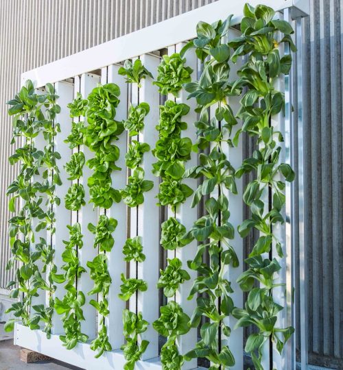 vertical farm, green wall, bok choy-916337.jpg